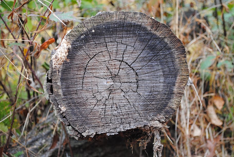 tree, trunk, nature, forest, wood, tree stump, bark, wood - material HD wallpaper