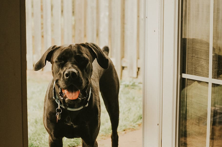 Black Dog Panting In Doorway Photo, Dogs, Pets, canine, domestic HD wallpaper