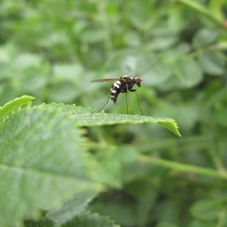 insect, bug, fly, invertebrate, animal, animals in the wild HD wallpaper