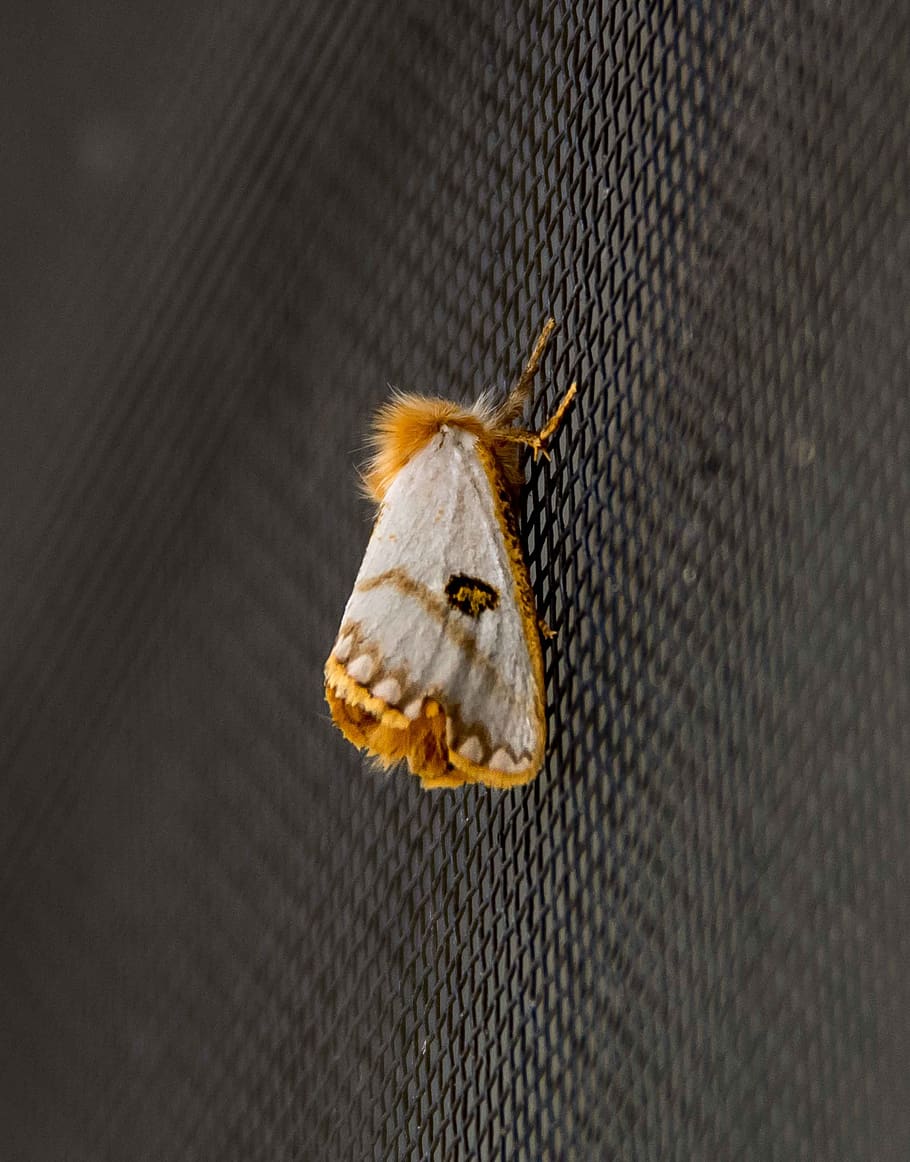 moth, small, insect, orange, beige, fluffy, pattern, wild, night HD wallpaper