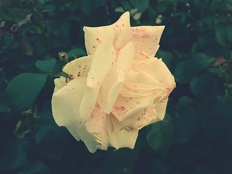 flower, white, petal, bloom, garden, plant, nature, autumn HD wallpaper