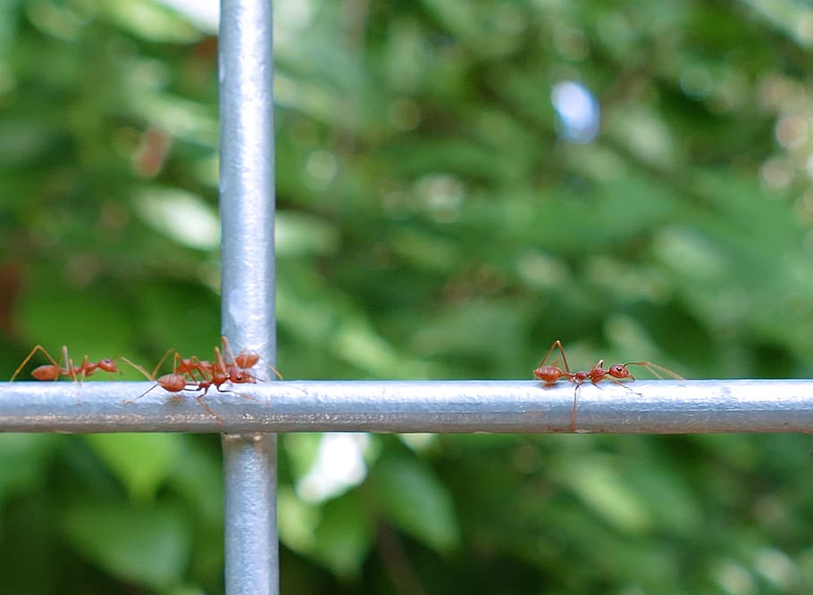 ants, red, insect, bridge, steel, nature, animal themes, invertebrate HD wallpaper