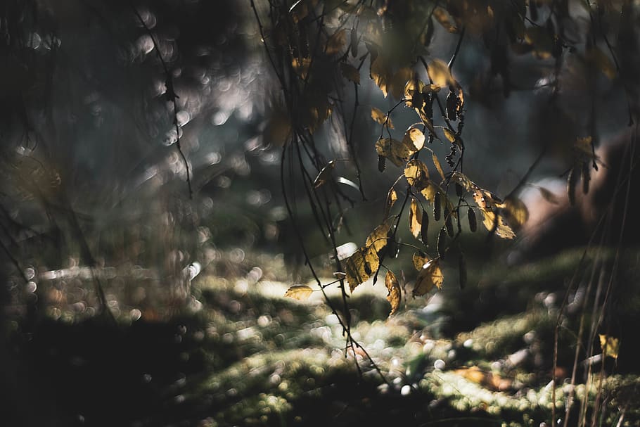 Selective Focus Photography Of Leaves , branch, plant, beauty in nature HD wallpaper