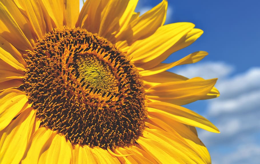 sunflower, summer, bright, yellow, blossom, bloom, nature, plant HD wallpaper
