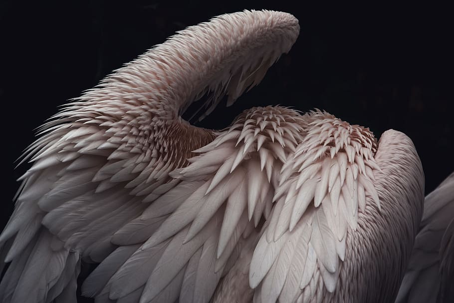 white and brown feathered animal, texture, wing, plumage, flamingo, HD wallpaper