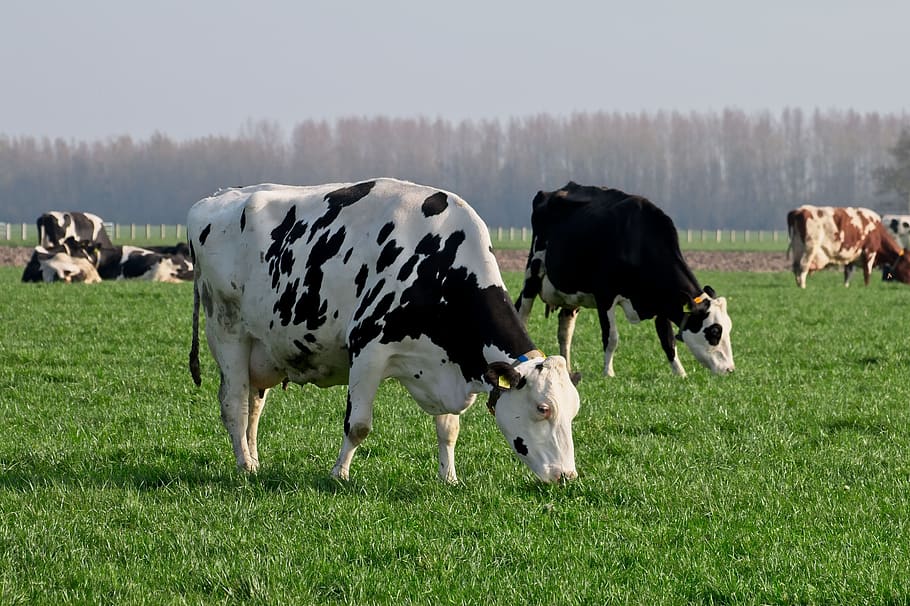 cow, cows, roan, cattle, meadow, grass, farm, animal, herkauwer, HD wallpaper