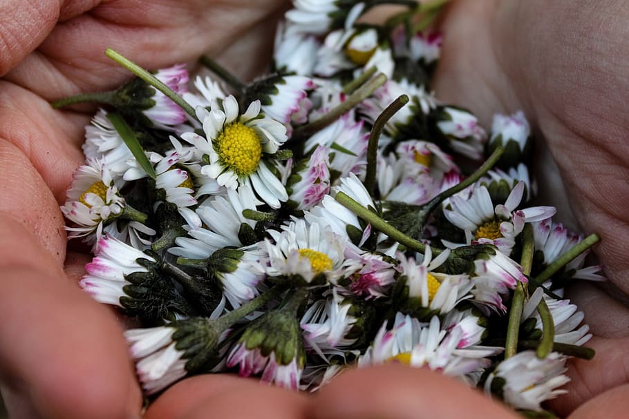 daisy, flower, hands, nature, spring, human body part, flowering plant HD wallpaper