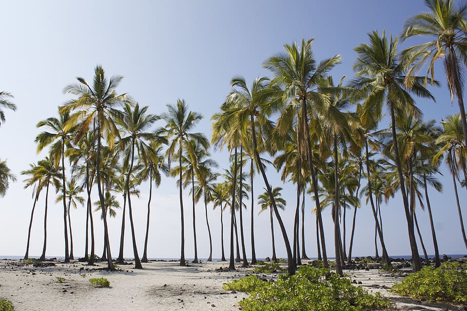 HD wallpaper: green coconut trees near ocean, summer, tropical, palm ...