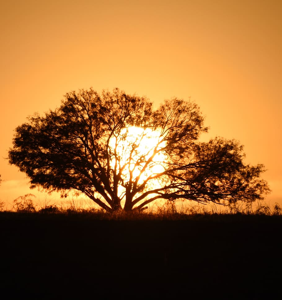 tree, silhouette, sky, plant, sunset, tranquility, beauty in nature HD wallpaper