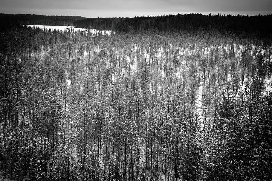 pine trees painting, russia, ulitsa chkalova, medvezhyegorsk HD wallpaper