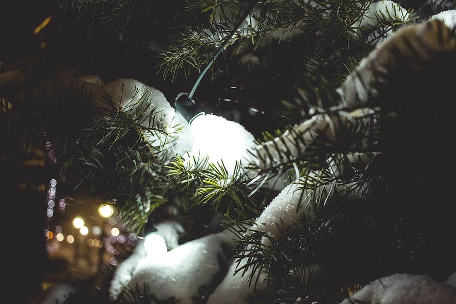 canada, goderich, night, snow, trees, lights, christmas tree HD wallpaper