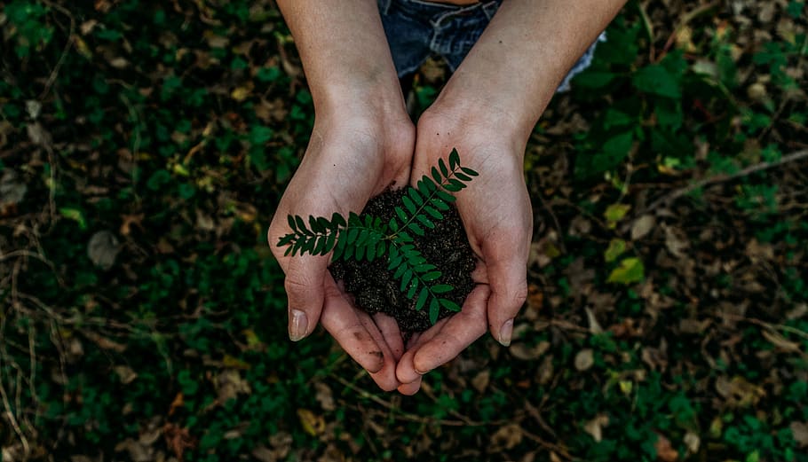 green plant, person, human, hand, united states, lincoln, planting
