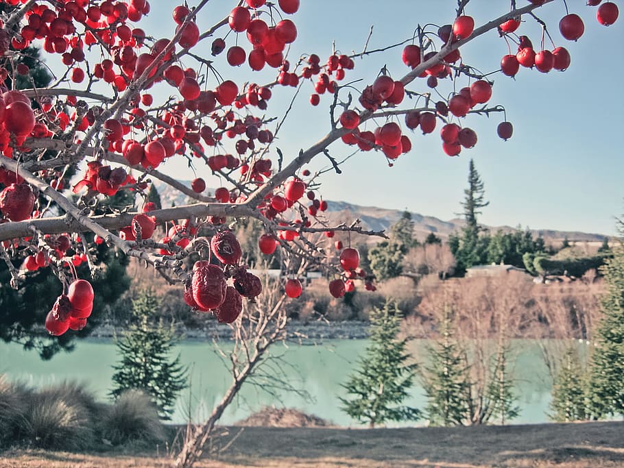 Cherry Blossom Tree, berries, branches, bright, colors, daylight HD wallpaper