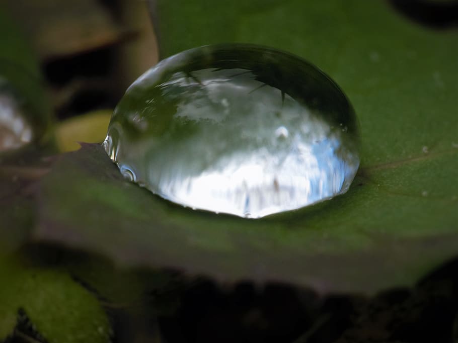 argentina, cabildo, drop, leaf, macro, close-up, water, nature HD wallpaper