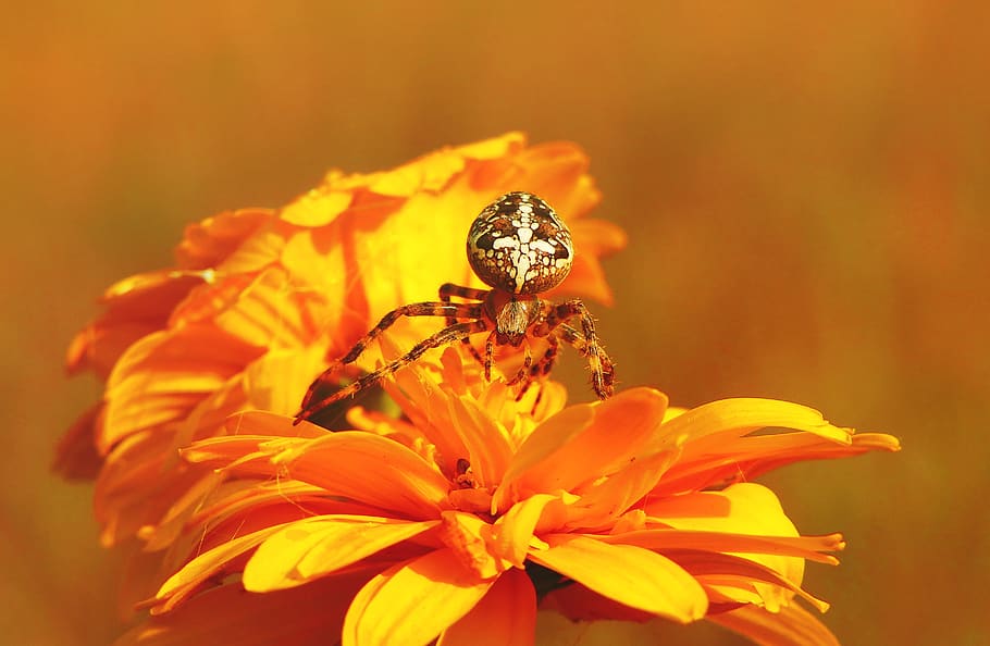 shallow focus photography of brown and white spider on yellow flowers, HD wallpaper