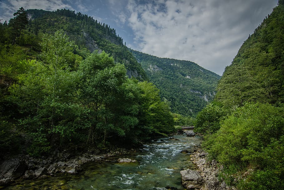 summer, mountains, river, apsni, woods, abkhazia, tree, plant HD wallpaper