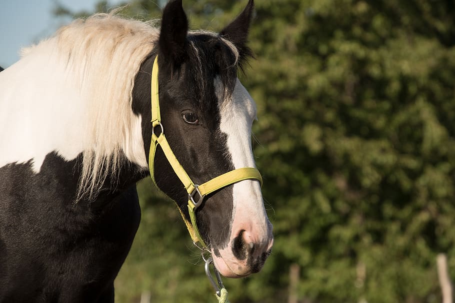 horse, animal, pinto, tinker, halter, nature, domestic animals, HD wallpaper