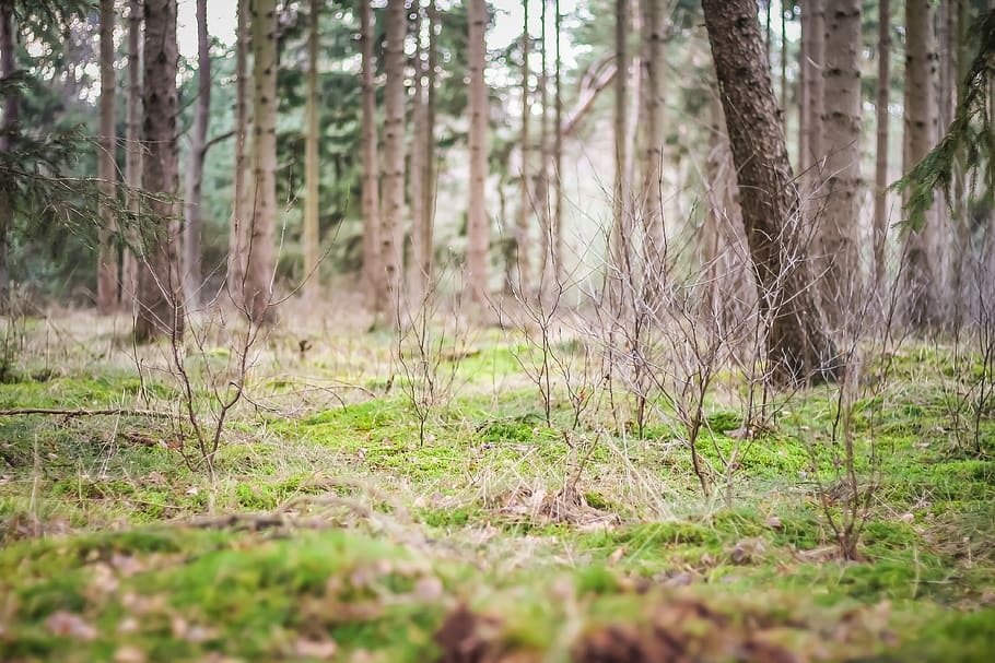 forest, tree, trees, grass, green, brown, land, plant, tree trunk HD wallpaper