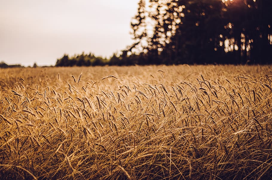 brown grass field, agriculture, land, landscape, plant, rural scene HD wallpaper