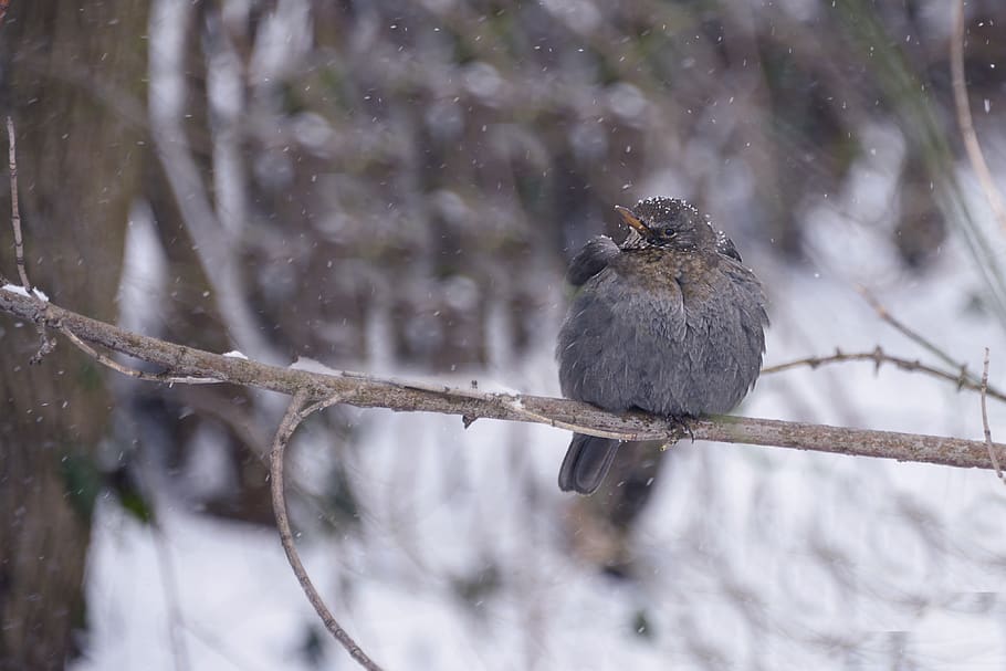 gray bird perched on tree branch, animal, sparrow, nature, snow HD wallpaper