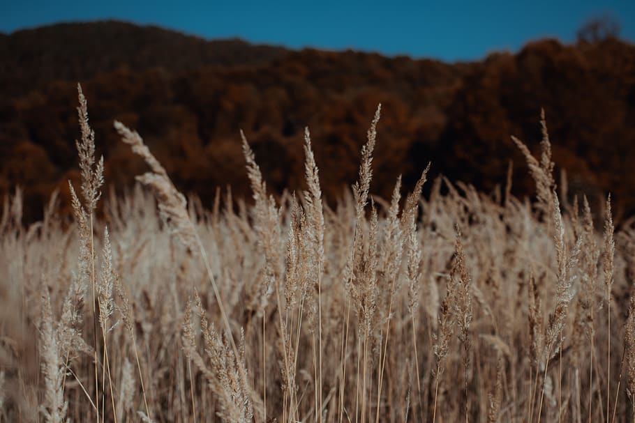 plant, growth, no people, nature, tranquility, close-up, field HD wallpaper