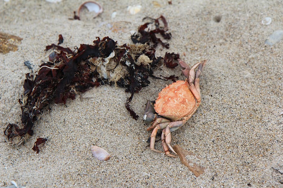 crab, beach, sand, sea, nature, land, animal, animal themes HD wallpaper