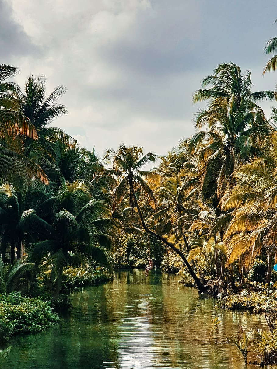palm trees beside river, sky, tropical climate, water, plant HD wallpaper