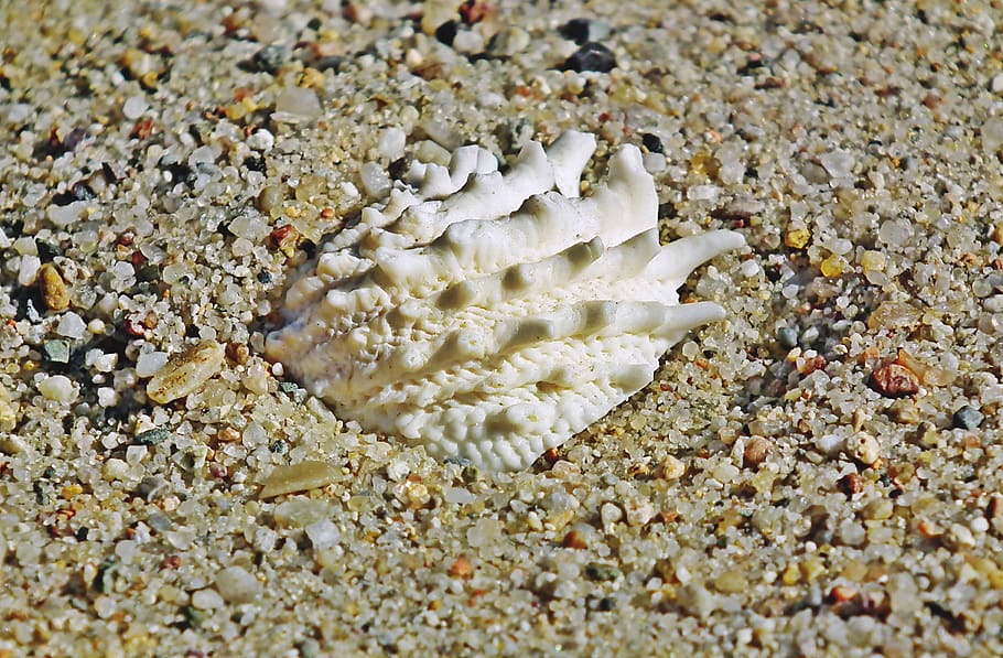 seashell, holidays, sand, closeup, nature, beach, ocean, crustaceans HD wallpaper