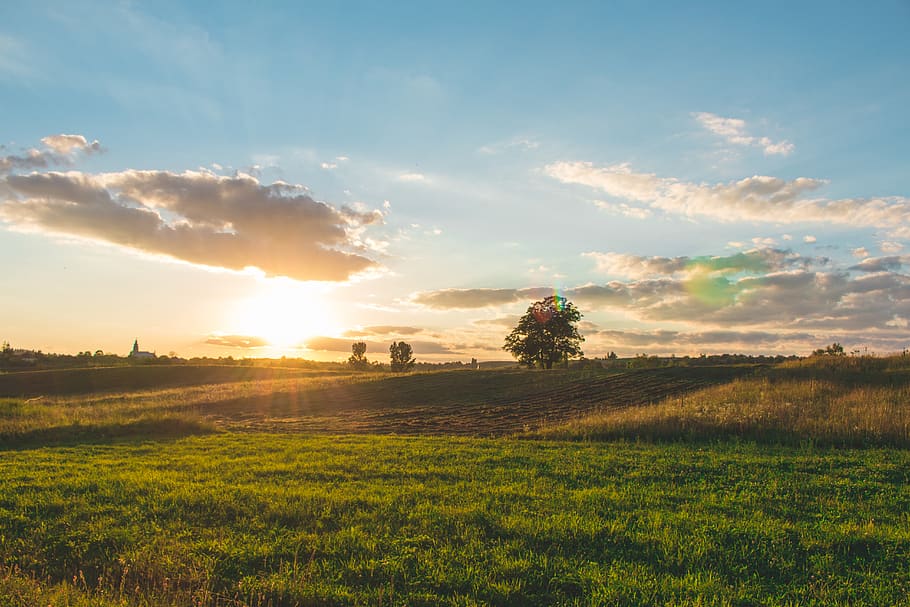 Green Grass Under Blue Skies, clouds, cropland, dawn, farm, farmland HD wallpaper