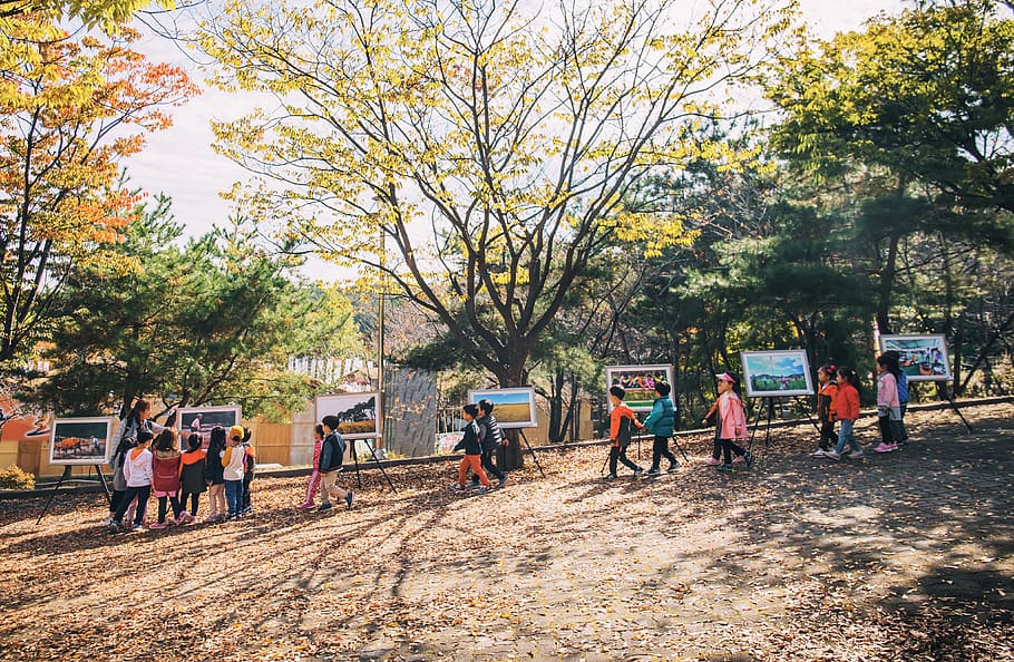korea, group of people, tree, plant, real people, crowd, large group of people HD wallpaper