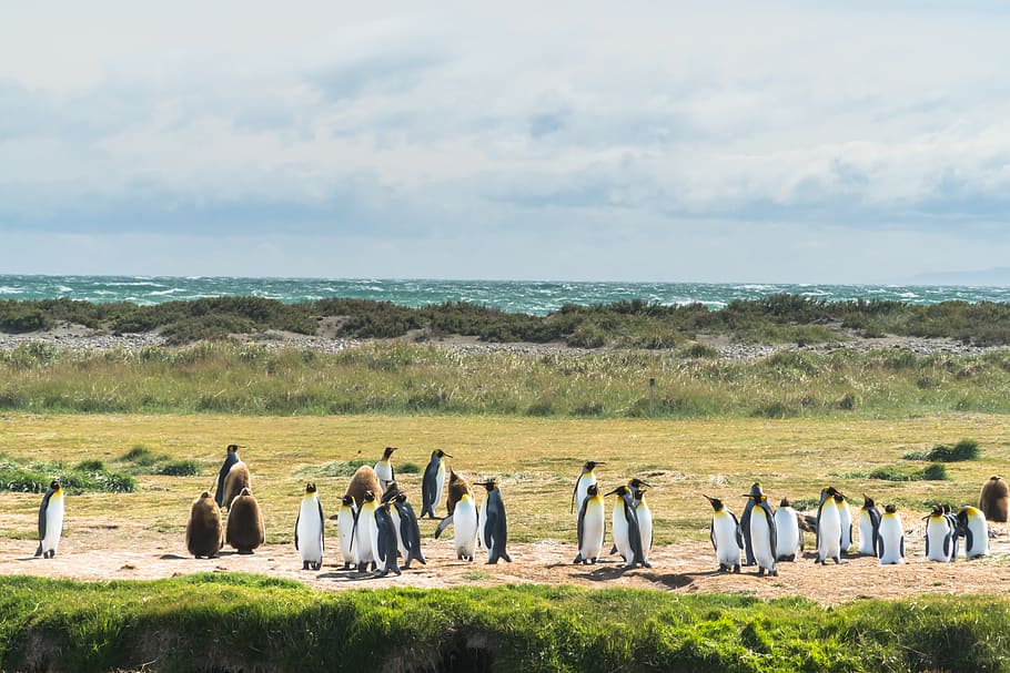 penguins on land during daytime, chile, animal, bird, bahia inútil, HD wallpaper