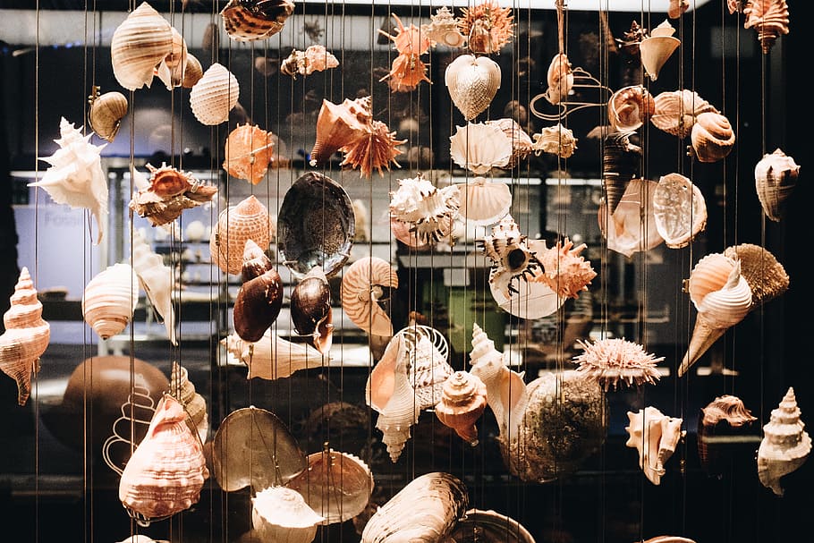 Photo of Seashells Hanging, blur, close-up, decor, decoration HD wallpaper