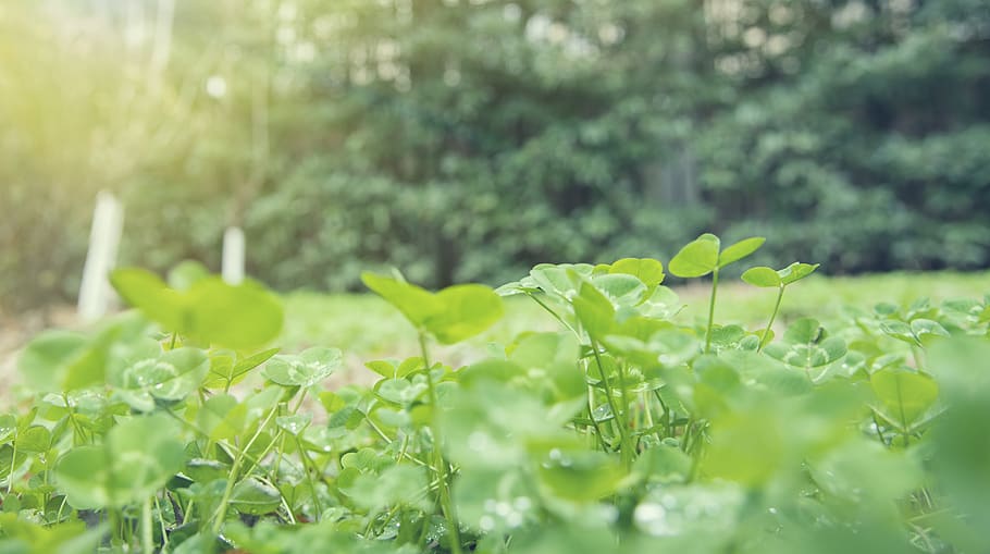 plant, leaf, park, field, bush, forest, trees, plant part, growth HD wallpaper