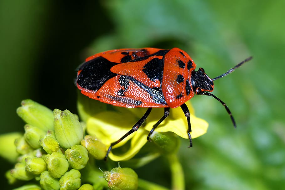 insects, turtles, nature, animal, animal themes, animal wildlife HD wallpaper