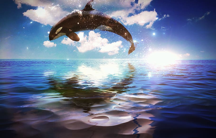 whale, ocean, sunrise, feeling, beautiful, fantasy, water, sky HD wallpaper