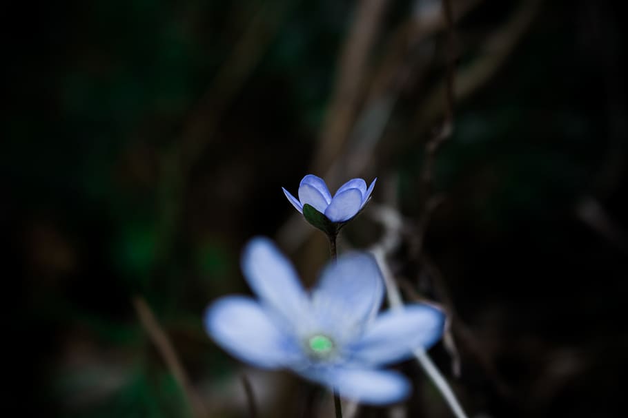 shallow focus photography of blue flowers during daytime, flora, HD wallpaper