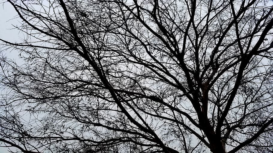 tree, bare tree, branch, plant, low angle view, no people, sky HD wallpaper