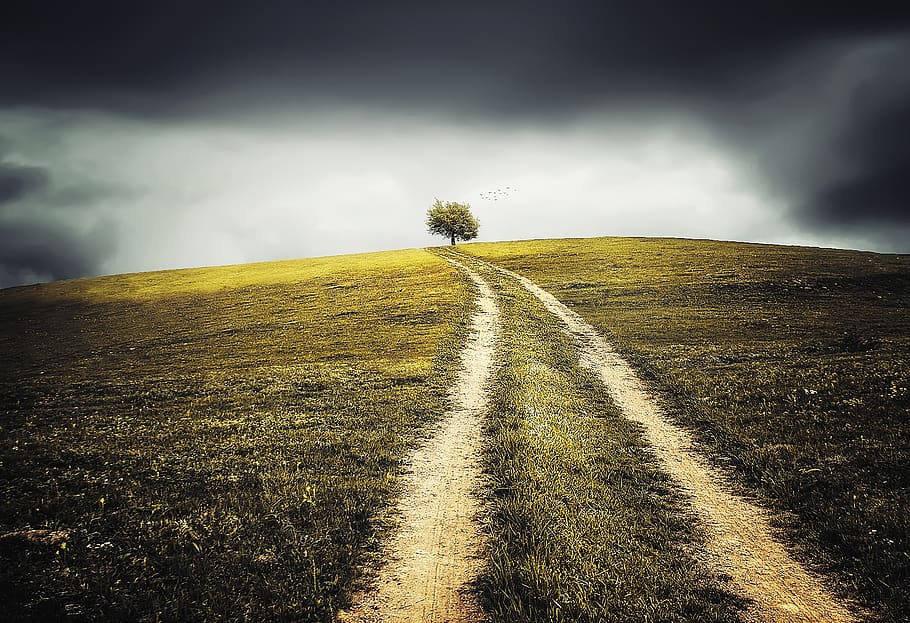 Tree on Mountain, clouds, field, grass, land, landscape, path HD wallpaper