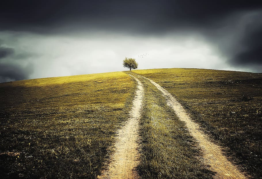 grass, grassy, nature, landscape, route, path, pathway, plant HD wallpaper