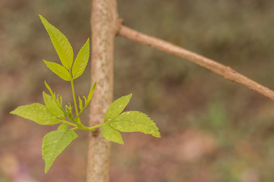 leaves, outbreaks, plant, flowering, garden, green, leaf, grow HD wallpaper