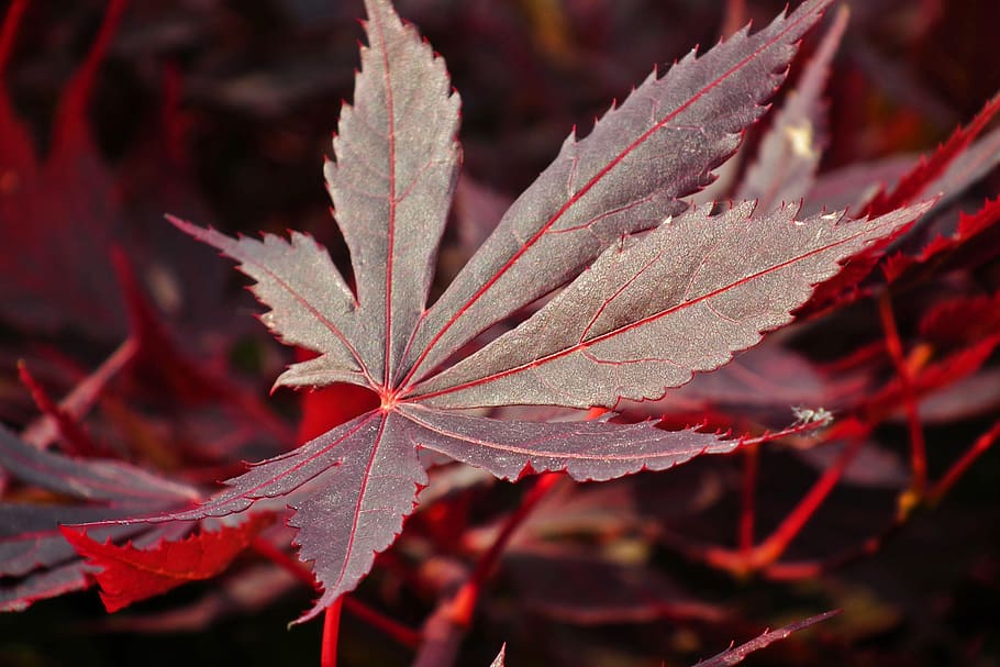 leaf, japanese maple, spring, nature, tree, plant part, red HD wallpaper