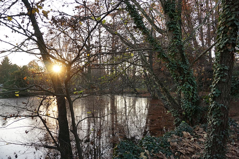 trees, forest, park, sun, autumn, plant, tranquility, nature HD wallpaper