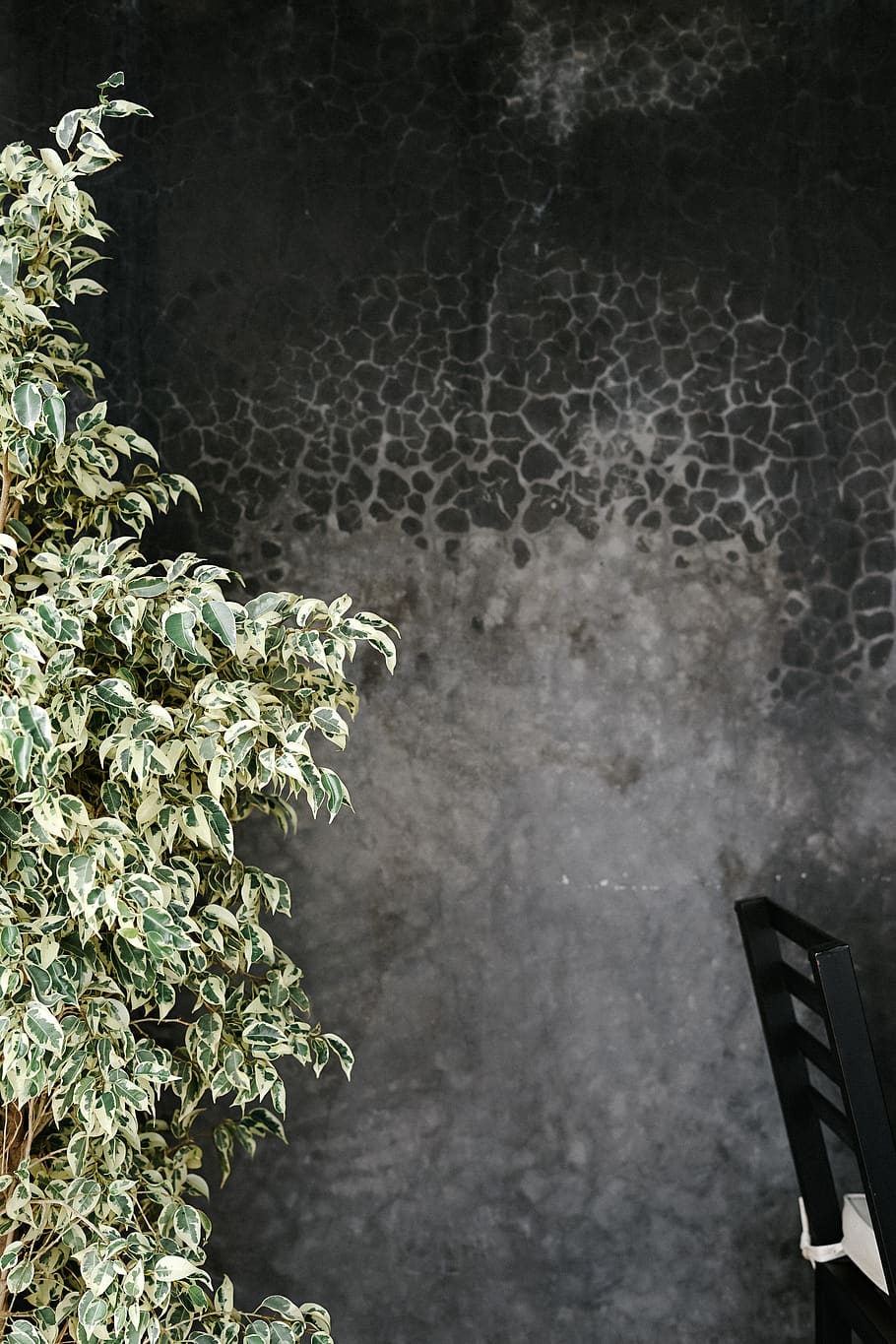 wiping fig, tree, rodamón riad marrakech, morocco, plant, outdoors, HD wallpaper