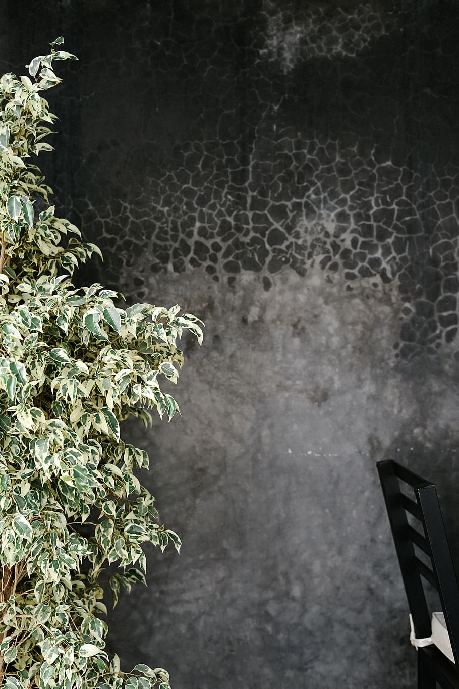 wiping fig, tree, rodamón riad marrakech, morocco, plant, outdoors HD wallpaper