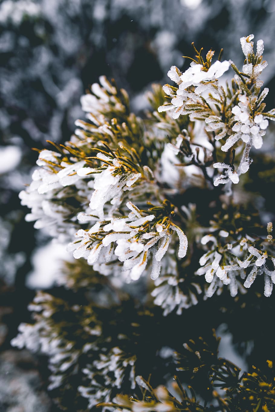white petaled flowers, plant, pollen, blossom, australia, wellington park HD wallpaper