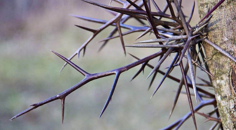 tree, thorn, thorns, nature, plant, locust, honey locust, focus on foreground HD wallpaper
