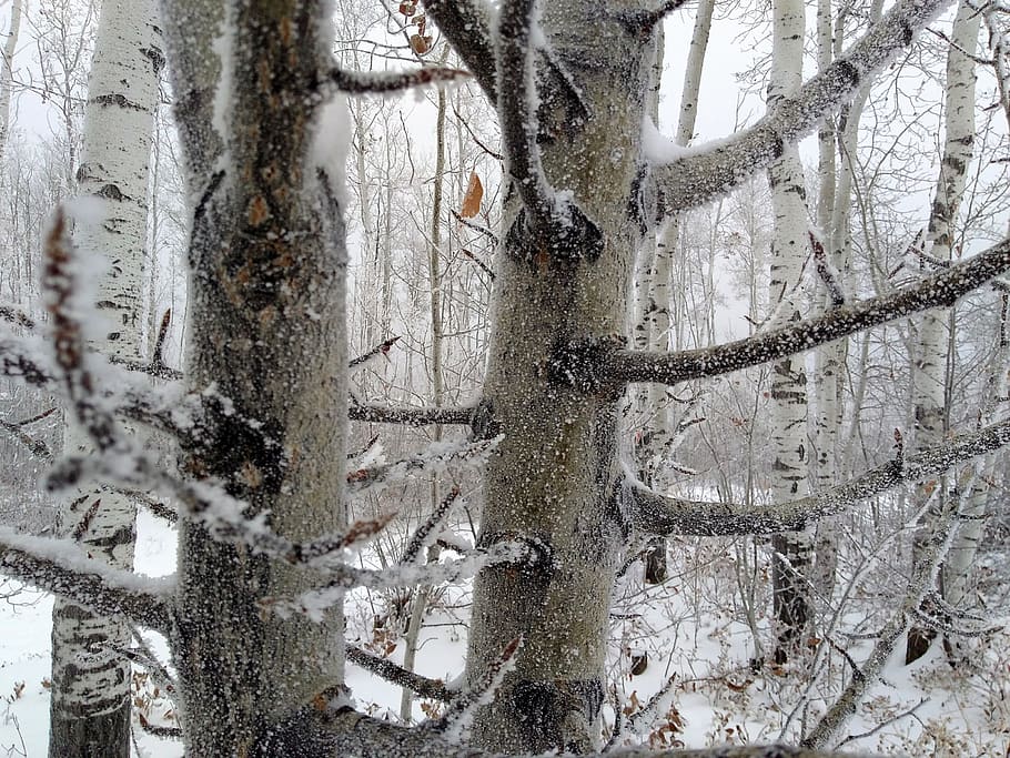 canada, high level, 7 birch close, winter, cold temperature HD wallpaper