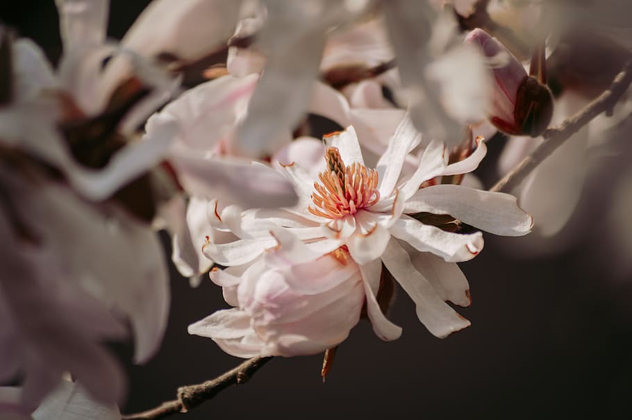 white-petaled flowers, plant, pollen, blossom, peony, food, produce HD wallpaper
