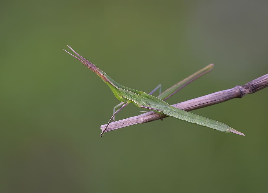 macro, wild, doğa, bitki, çekire, grasshopper, animal themes HD wallpaper