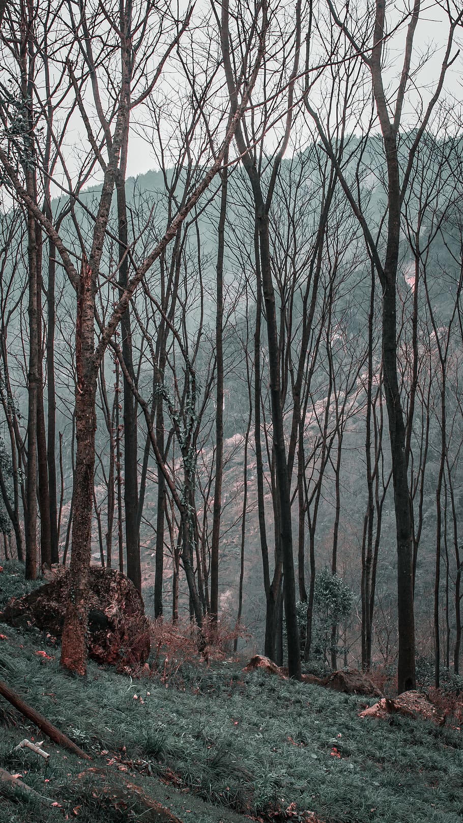 tree, plant, nature, tree trunk, outdoors, land, forest, vegetation HD wallpaper